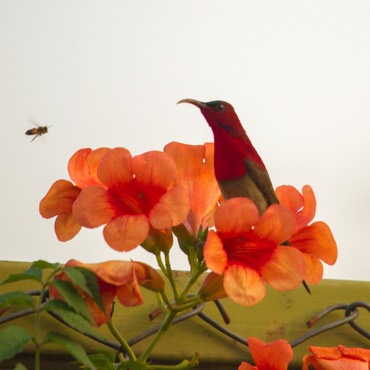 crimson-sunbird