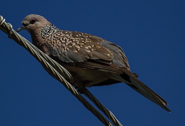 spotted-dove