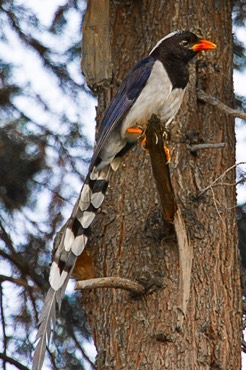 red-billed-blue-magpie