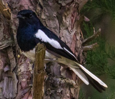 Oriental-magpie-robin