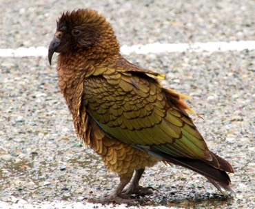 Kea