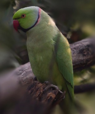 Rose-ringed Parakeet