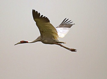 Sarus Crane