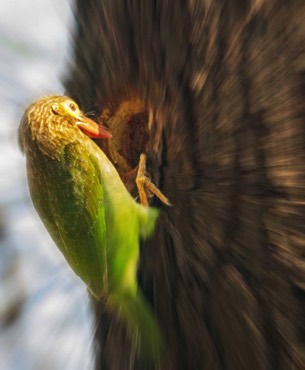 barbet 