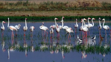 flamingos