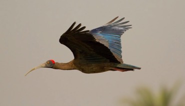 Ibis