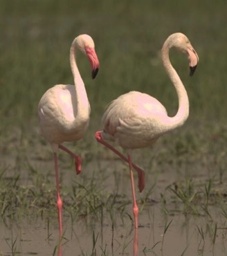 Flamingo