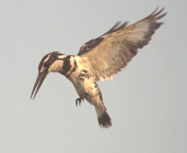 Pied Kingfisher