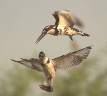 Pied Kingfishers