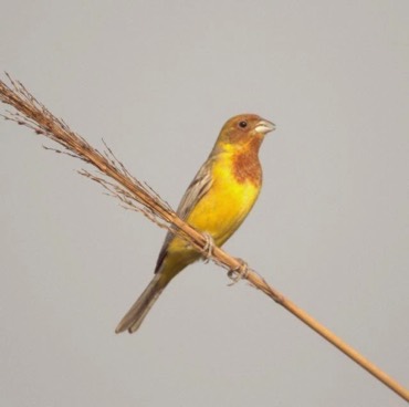 Bunting
