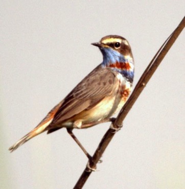 Blue-throat