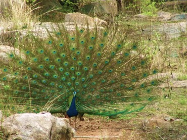 peacock