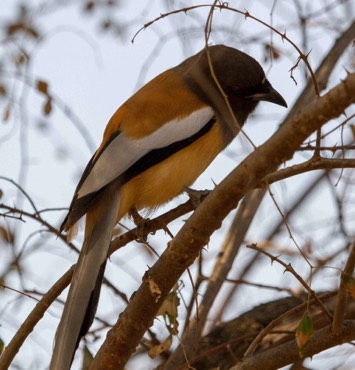 rufous-treepie