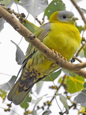 yellow-footed-green-pigeon